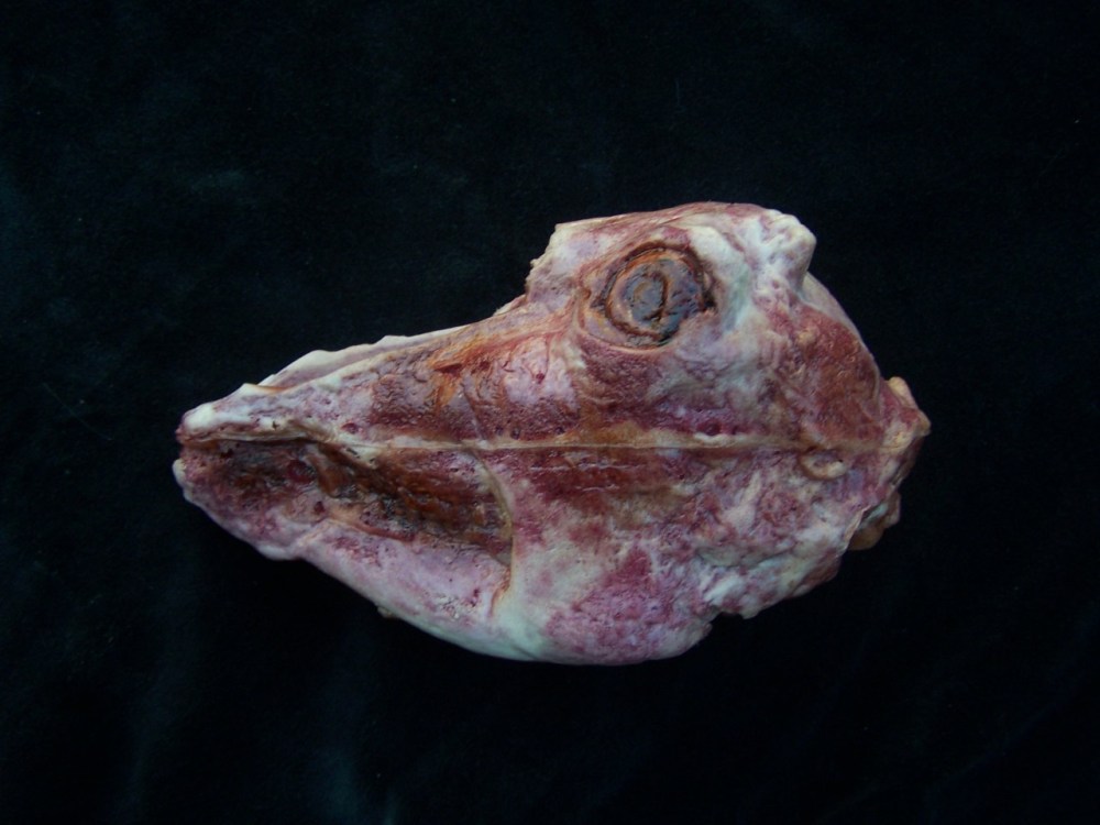 Skinned Goat Head Replica