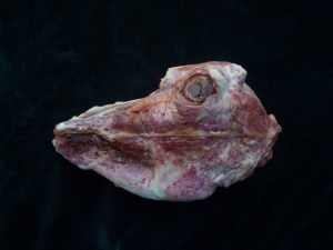 Skinned Goat Head Replica