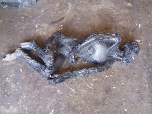 Burnt Pompeii Body