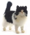 Tuxedo Replica Cat