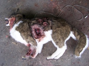 Wounded Husky Dog Prop