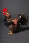 Red Feather Rooster Chicken