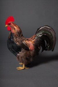 Red Feather Rooster Chicken