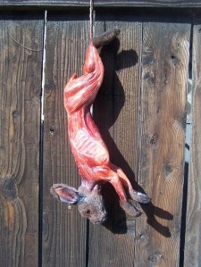 Field Skinned Rabbit Prop