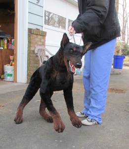 Lifelike Prop Doberman #3376