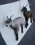 Lifelike Prop Goats