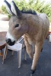 Lifesize Donkey Prop