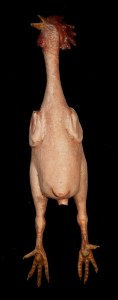 Realistic Rubber Chicken