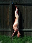 Skinned Goat Prop