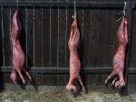 Set of 3 Skinned Goat Props