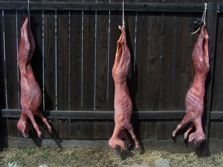 Set of 3 Skinned Goat Props